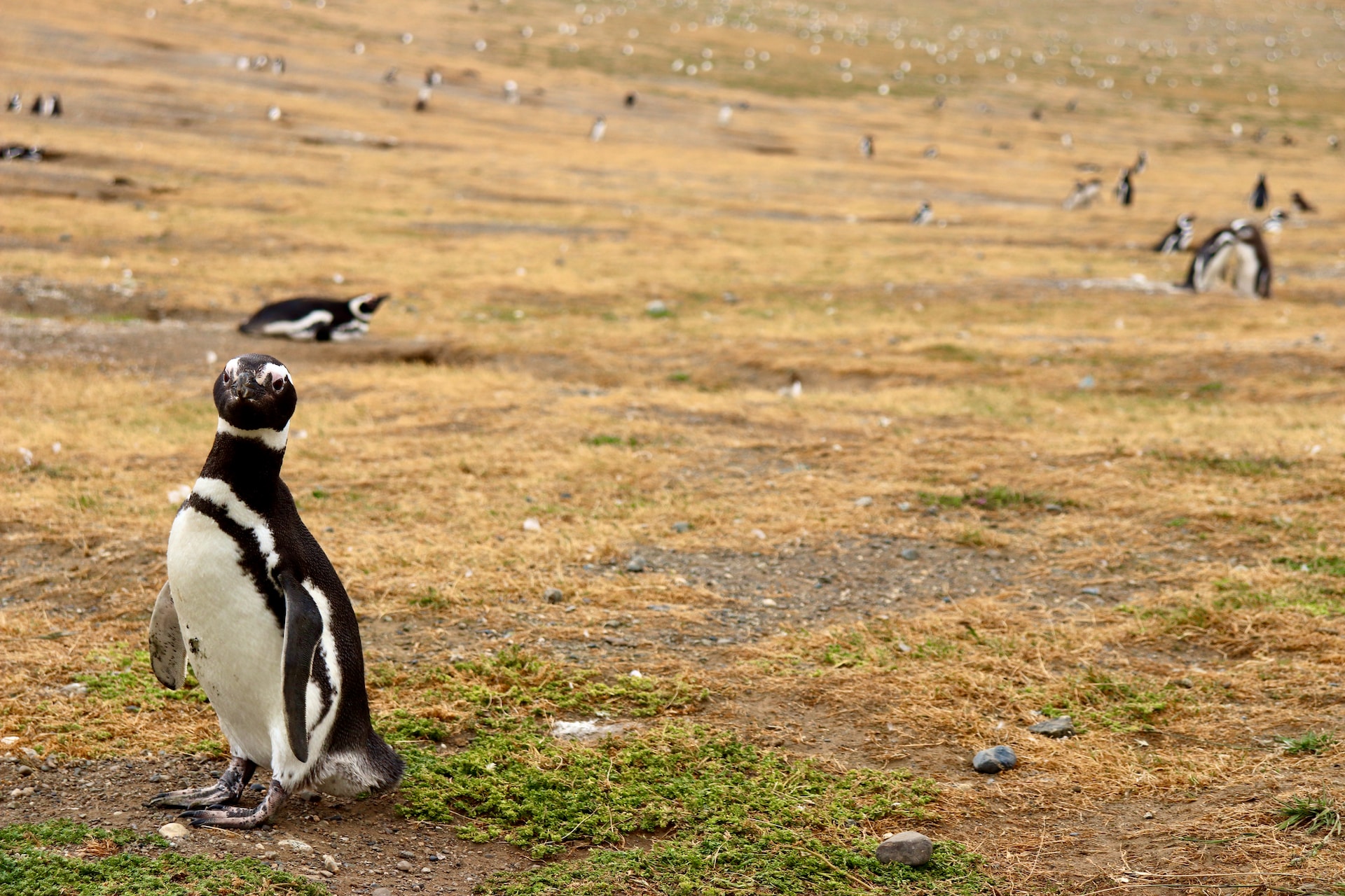tučňák patagonie