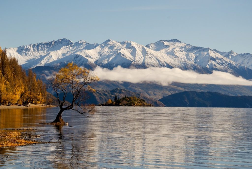 20. Wanaka tree NZ e1456590358495