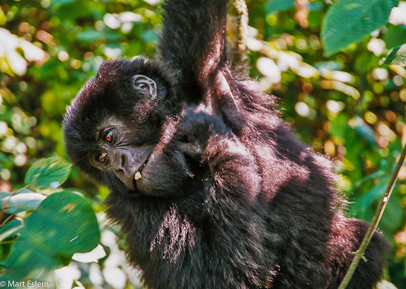 Mladá gorila ve Rwandě