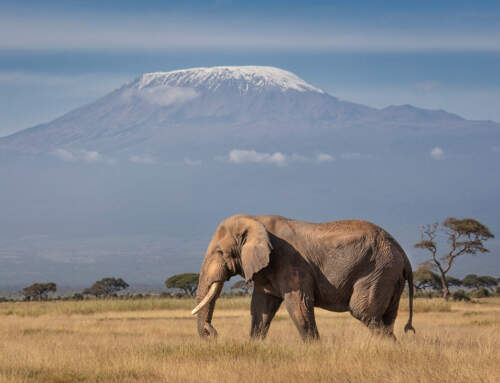 Keňa – úchvatné safari, pláže, hory a moderní Nairobi