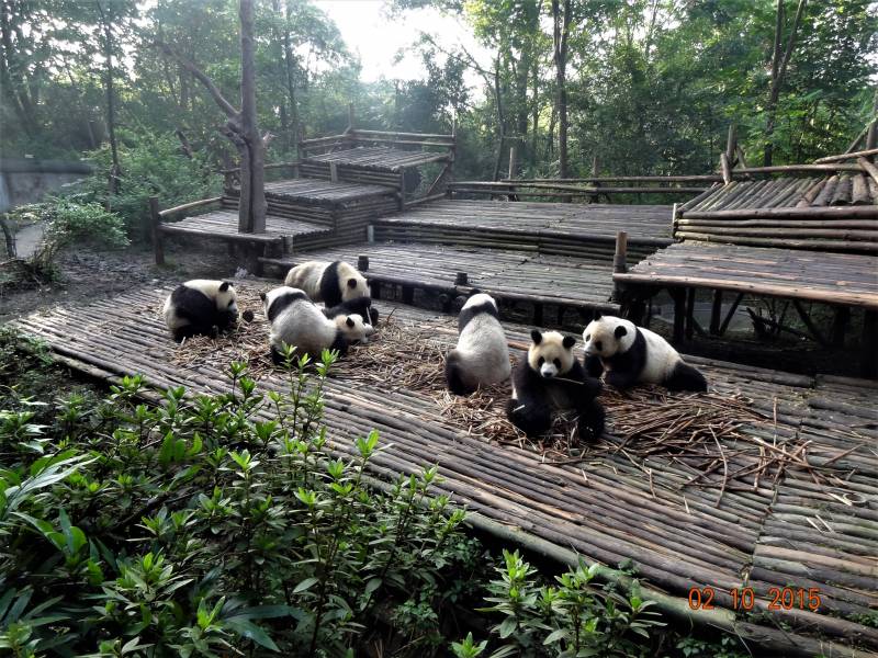 Aj takto môžete vidieť pandy v Chengdu