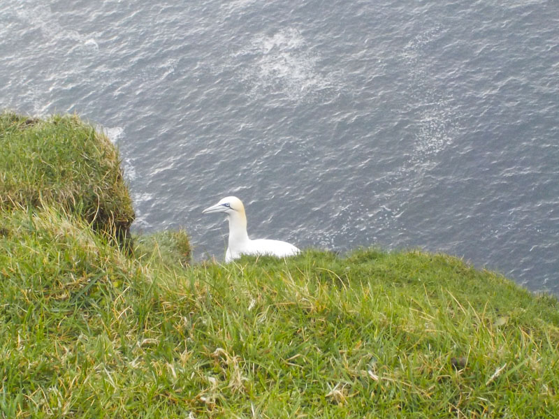 Terej bílý patří mezi nejkrásnější ptáky Faerských ostrovů