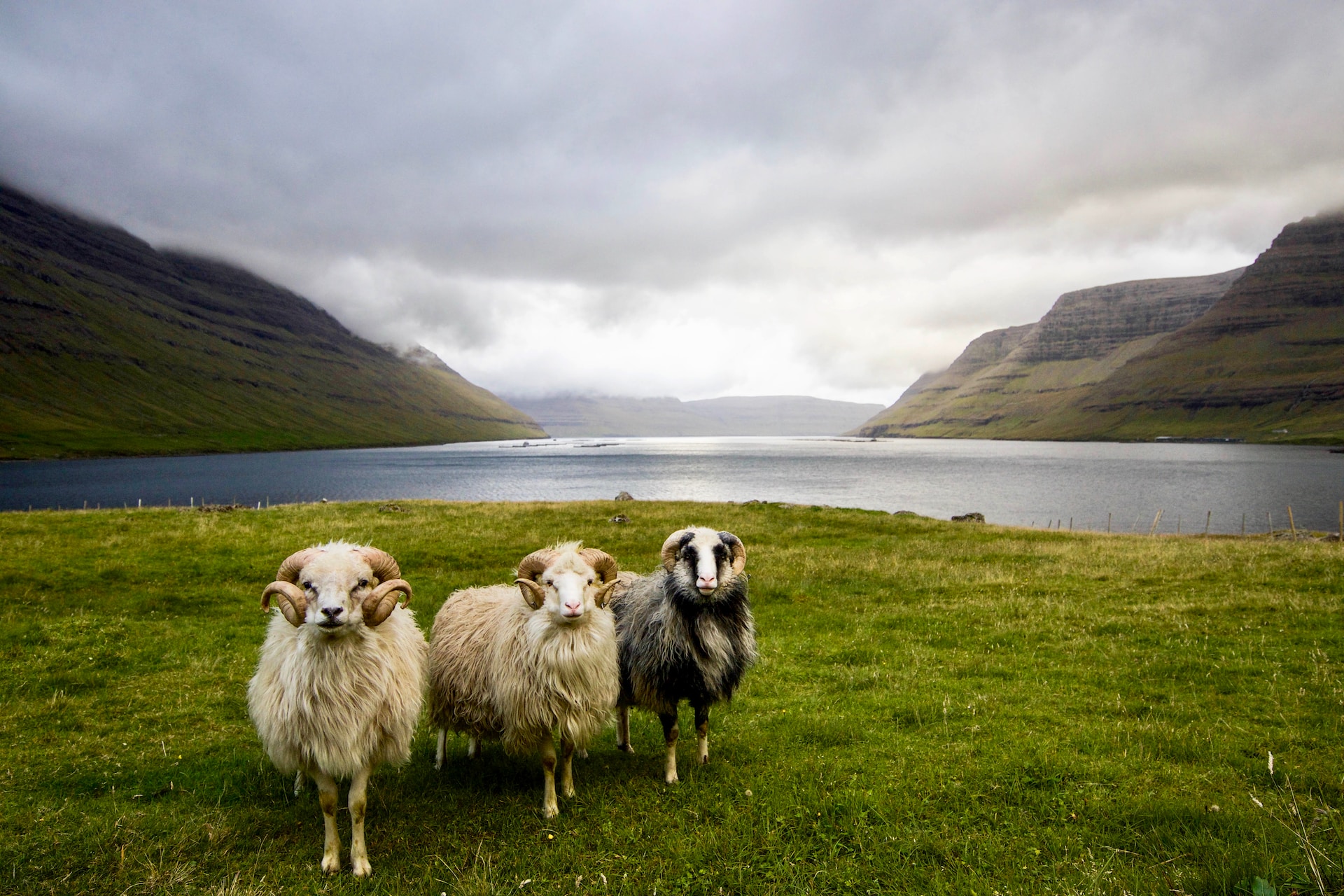 ovce na faerských ostrovech