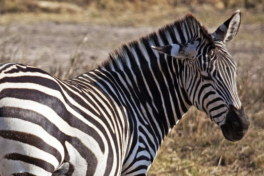 07 MG 3261 upr1g 1200 Zambia Mosi oa tunya 1