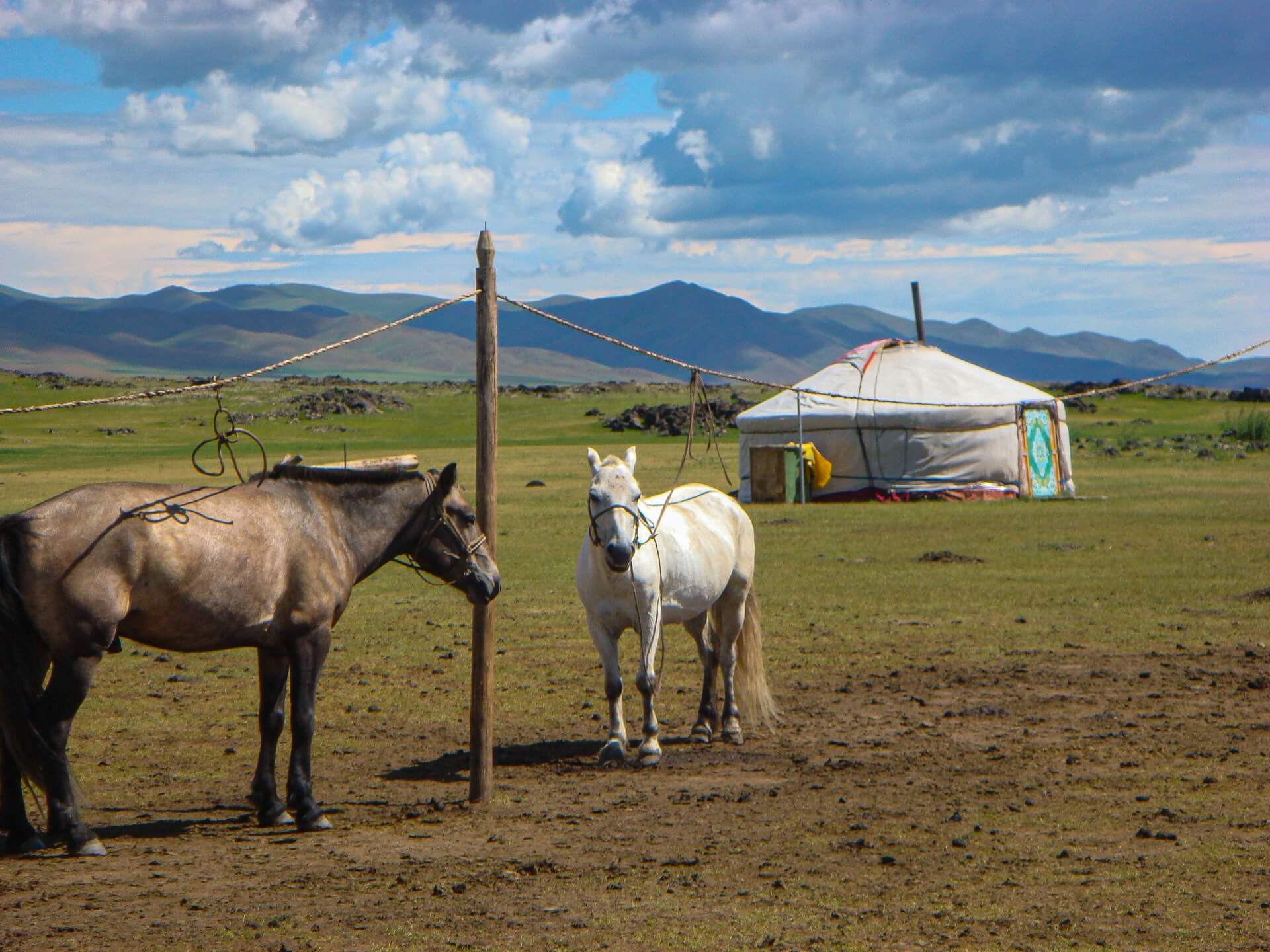 koně v mongolské krajině