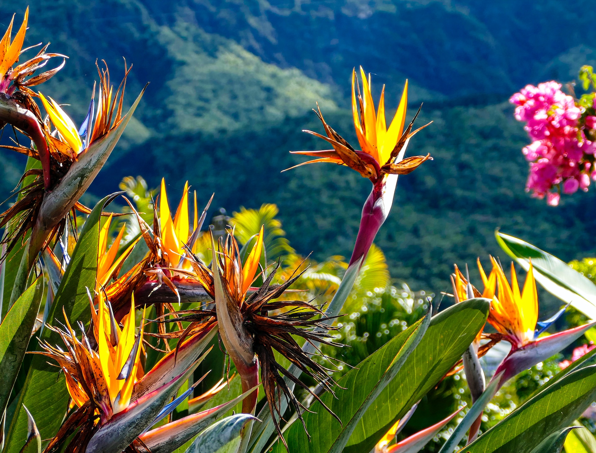 flora Réunion