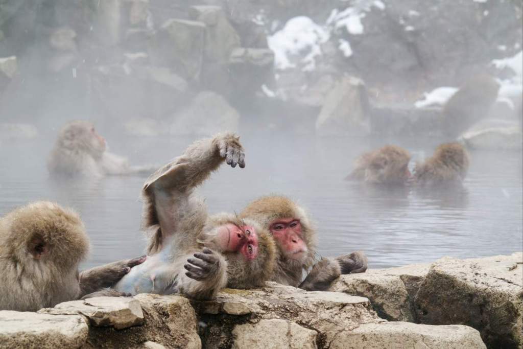 Skupina japonských makaků se koupe v horkém prameni Jigokudani Monkey Park v Yamanouchi, Nagano, se zasněženým pozadím.