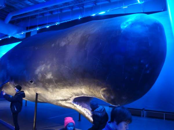 Vorvaň v muzeu Whales of Iceland
