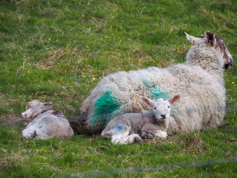 ovčí farmy Hebridy