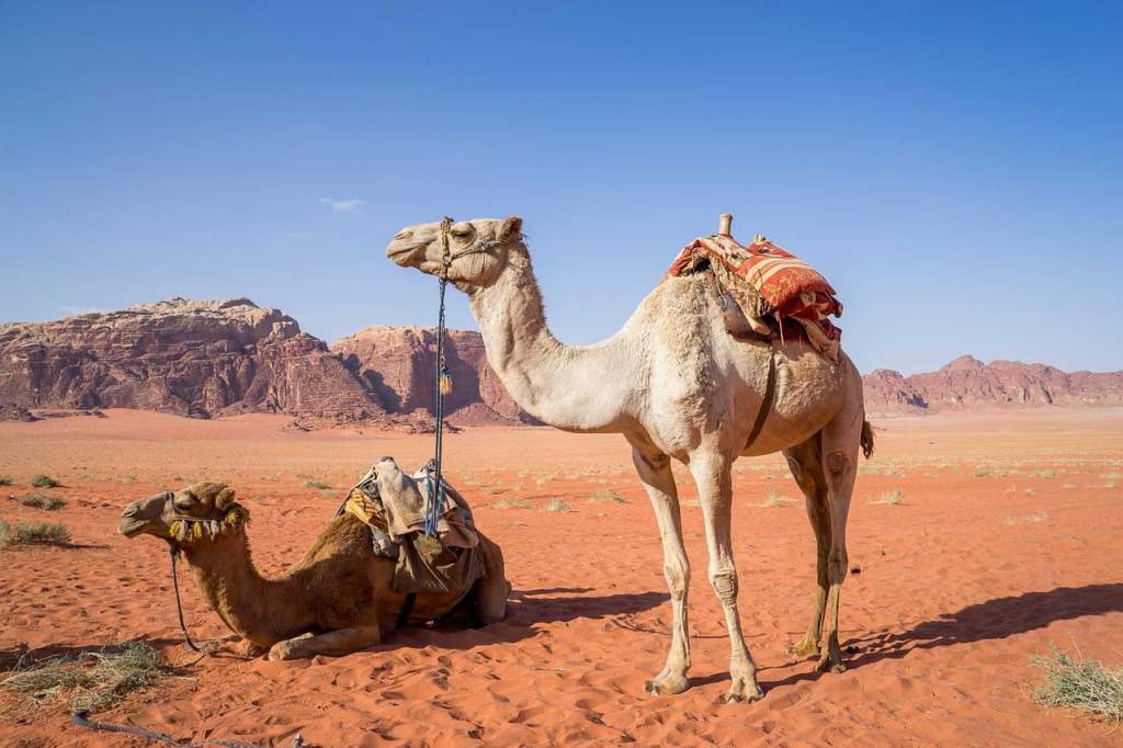 Dva velbloudi s barevnými sedly v rozlehlé červené poušti Wadi Rum v Jordánsku. V pozadí skalní útvary pod modrou oblohou.