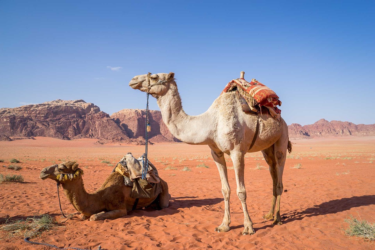 camel 1120371 1280