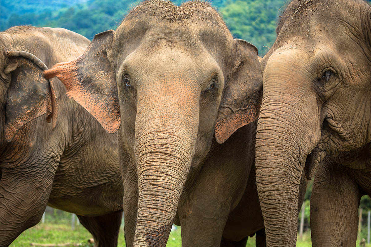 Sloni v Chiang Mai, severní Thajsko