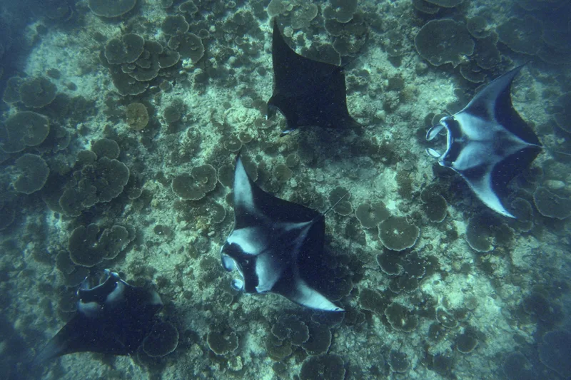 Šnorchlování s mantami na Ari atolu nedaleko luxusního resortu Conrad Rangali Islands 5* LR