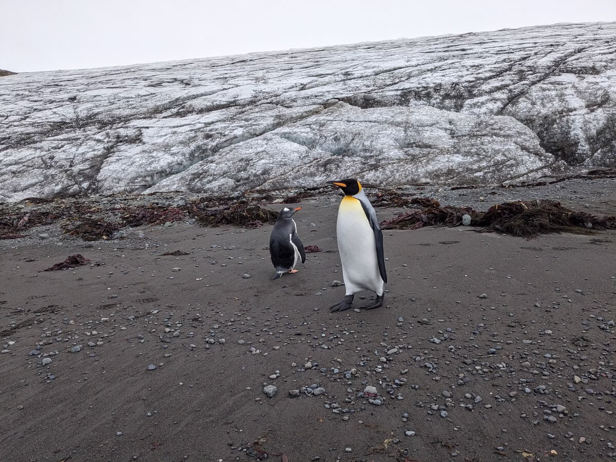 tučňáci na Antarktidě
