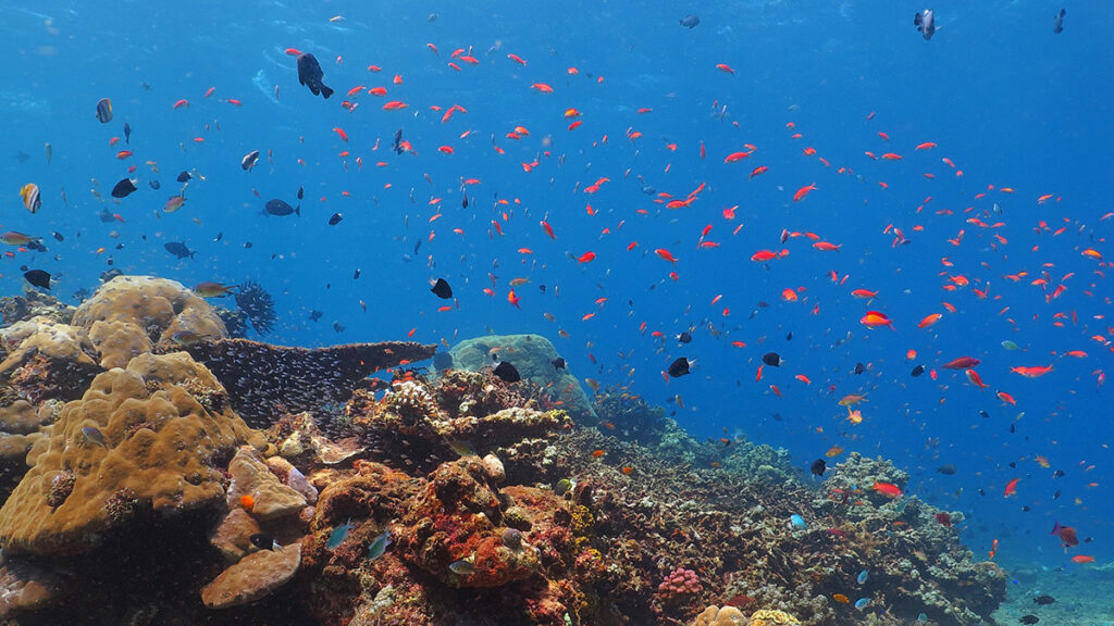 Potápění na Ko Tao, Thajsko