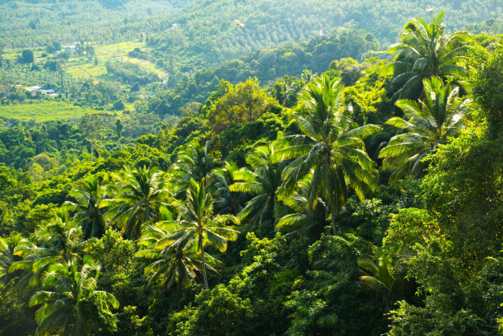 Vnitrozemí Ko Samui
