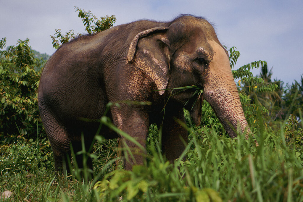 Slon na Ko Samui v Thajsku
