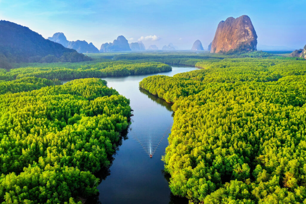 Mangrovy v Krabi, Thajsko