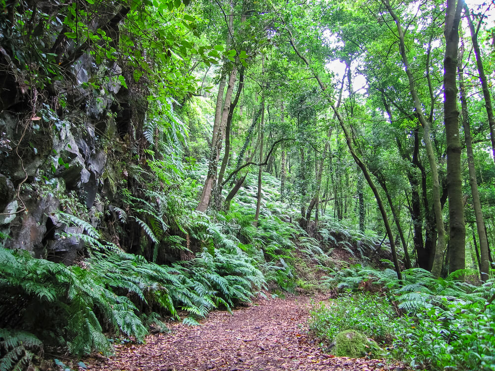 vavřínový les Bosque de Los Tilos