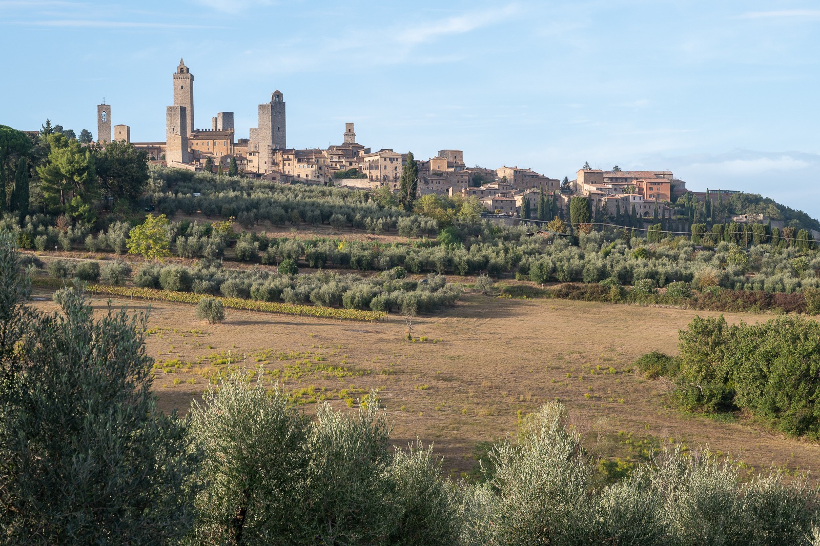 Panorama San Gimignano s věžemi nad toskánskými vinicemi a olivovníky