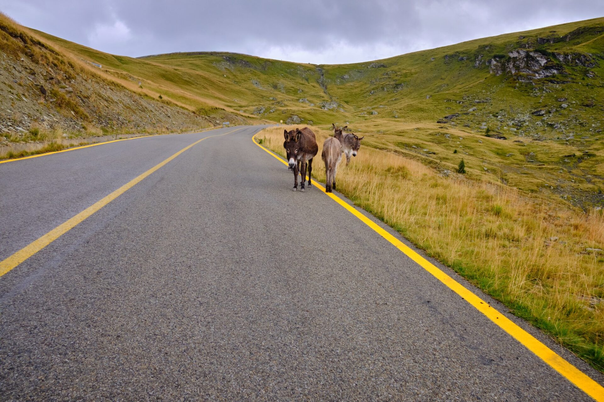 Dva osli jdoucí po krajnici horské silnice Transalpina v Rumunsku
