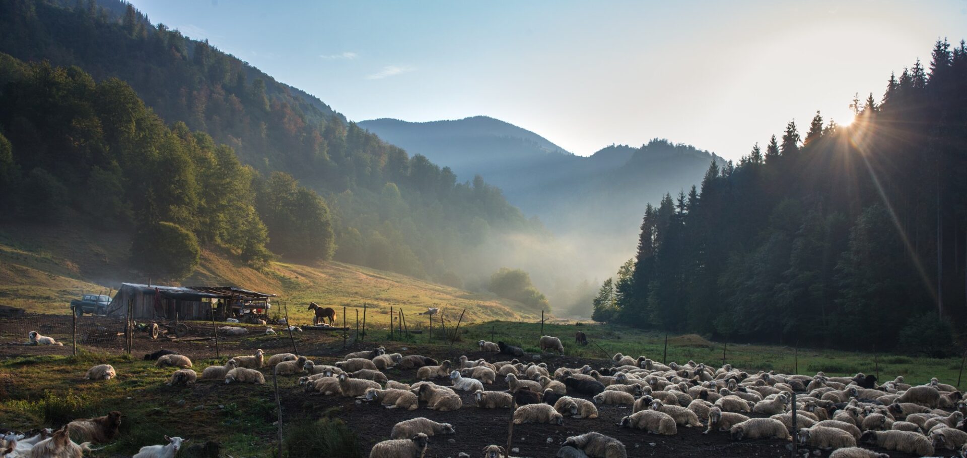 Ovce v ohradě na horské pastvině v Maramureși za ranní mlhy