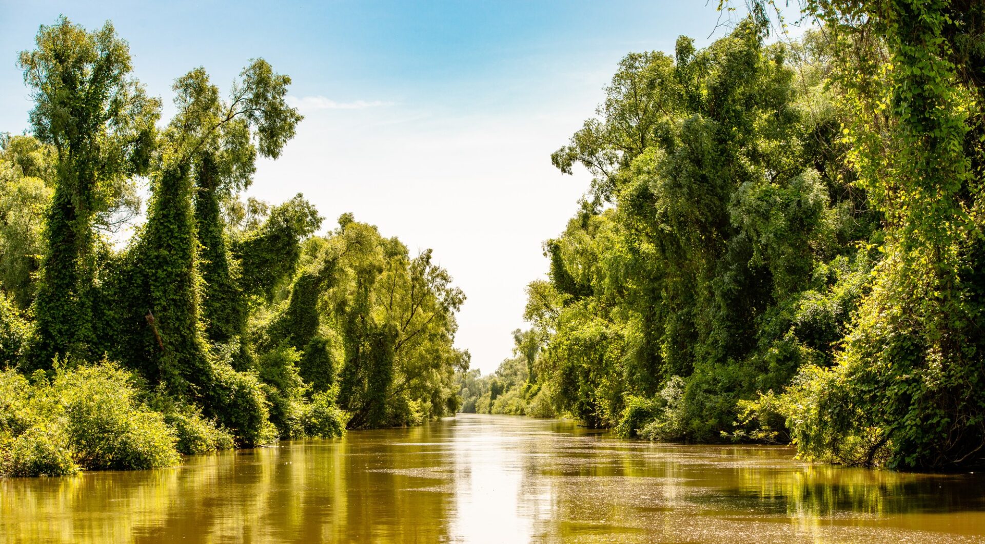 Vodní kanál lemovaný hustou vegetací v biosférické rezervaci Delta Dunaje