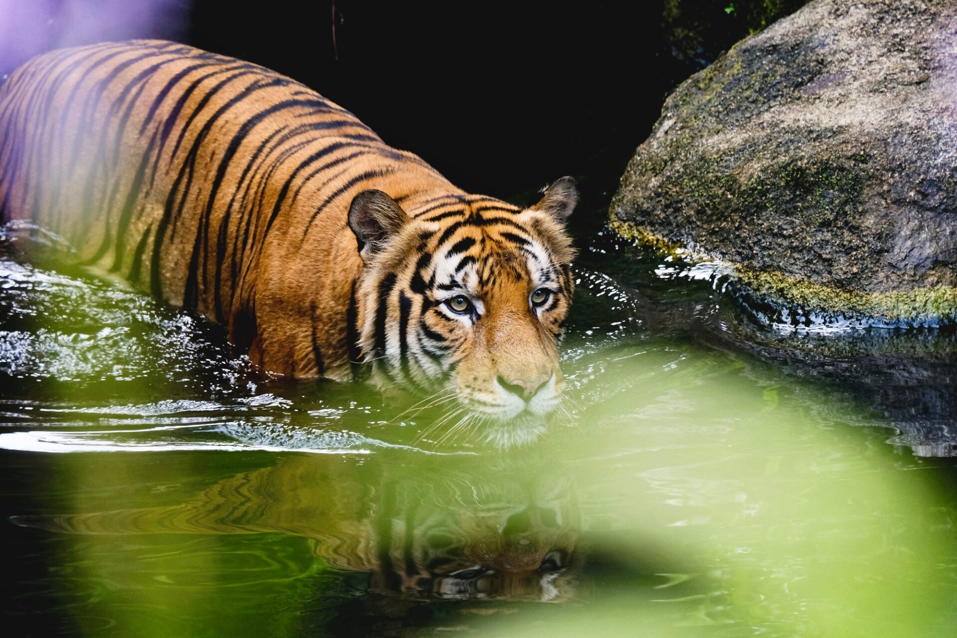 Tygr ve vodním výběhu zoologické zahrady