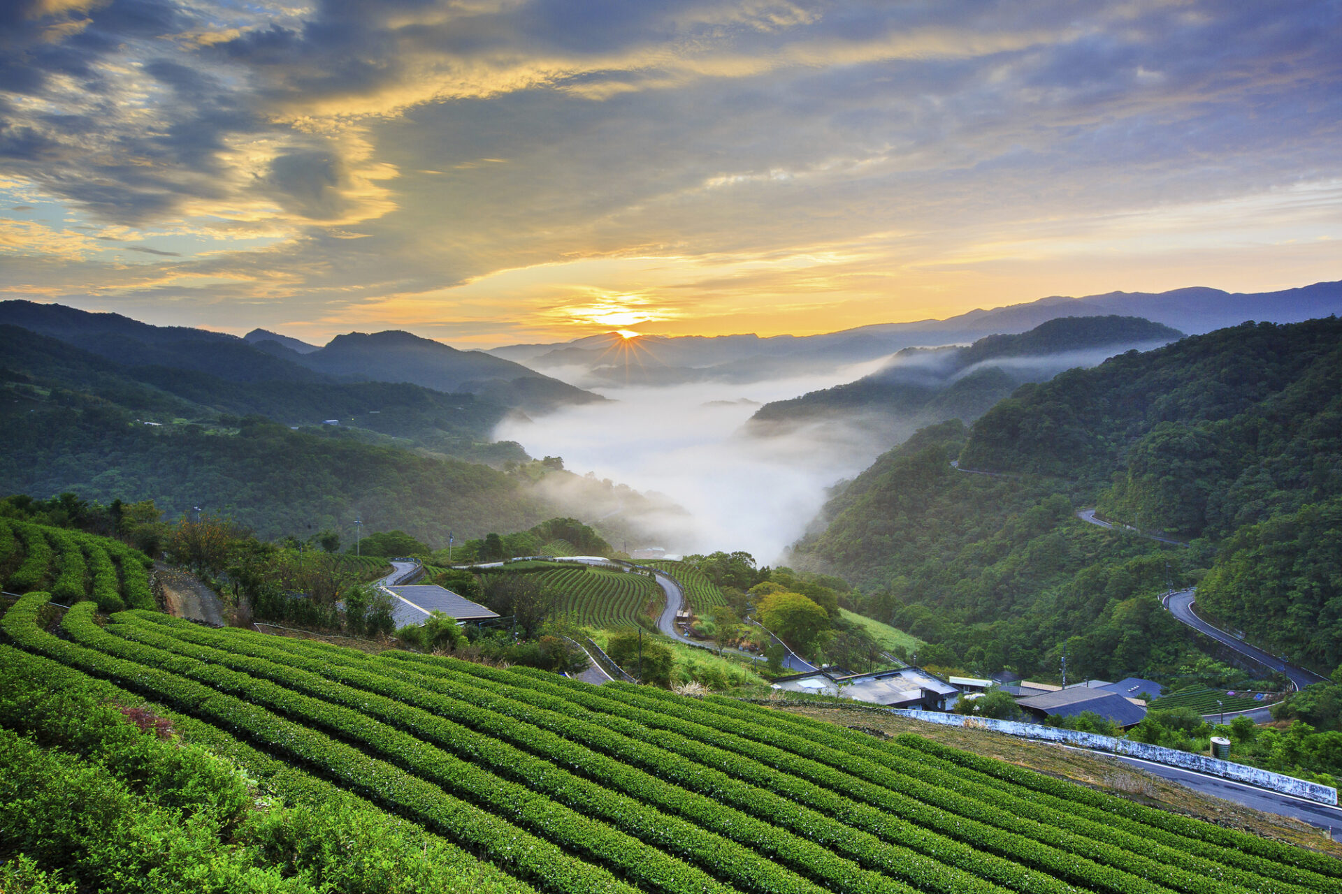 Čajové plantáže v horách u Taipei zahalené ranní mlhou