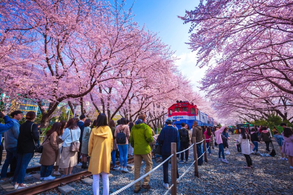 Rozkvetlé sakury na festivalu Jinhae Gunhangje v Jižní Koreji