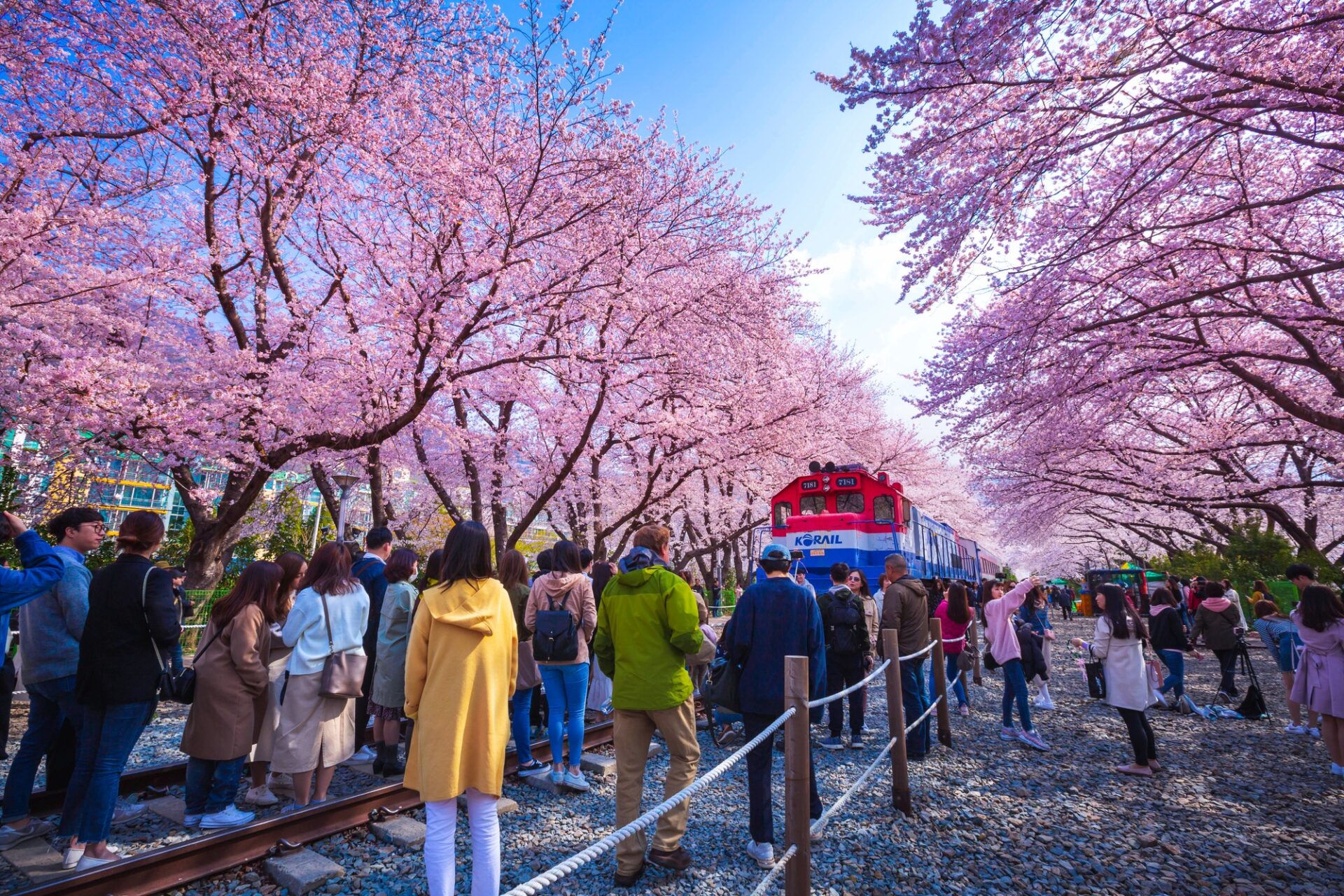Sakury v Jinhae Rozkvetlé sakury na festivalu Jinhae Gunhangje v Jižní Koreji