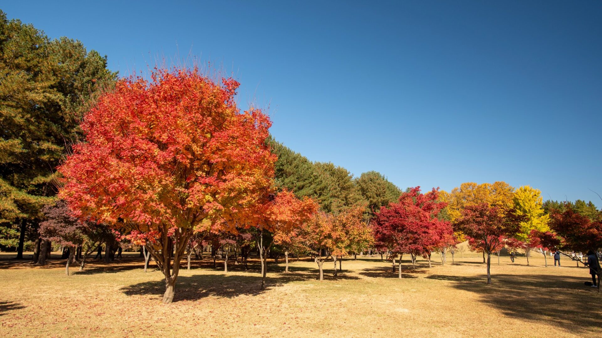 Podzim na Nami Island Podzimní stromy na ostrově Nami v Jižní Koreji