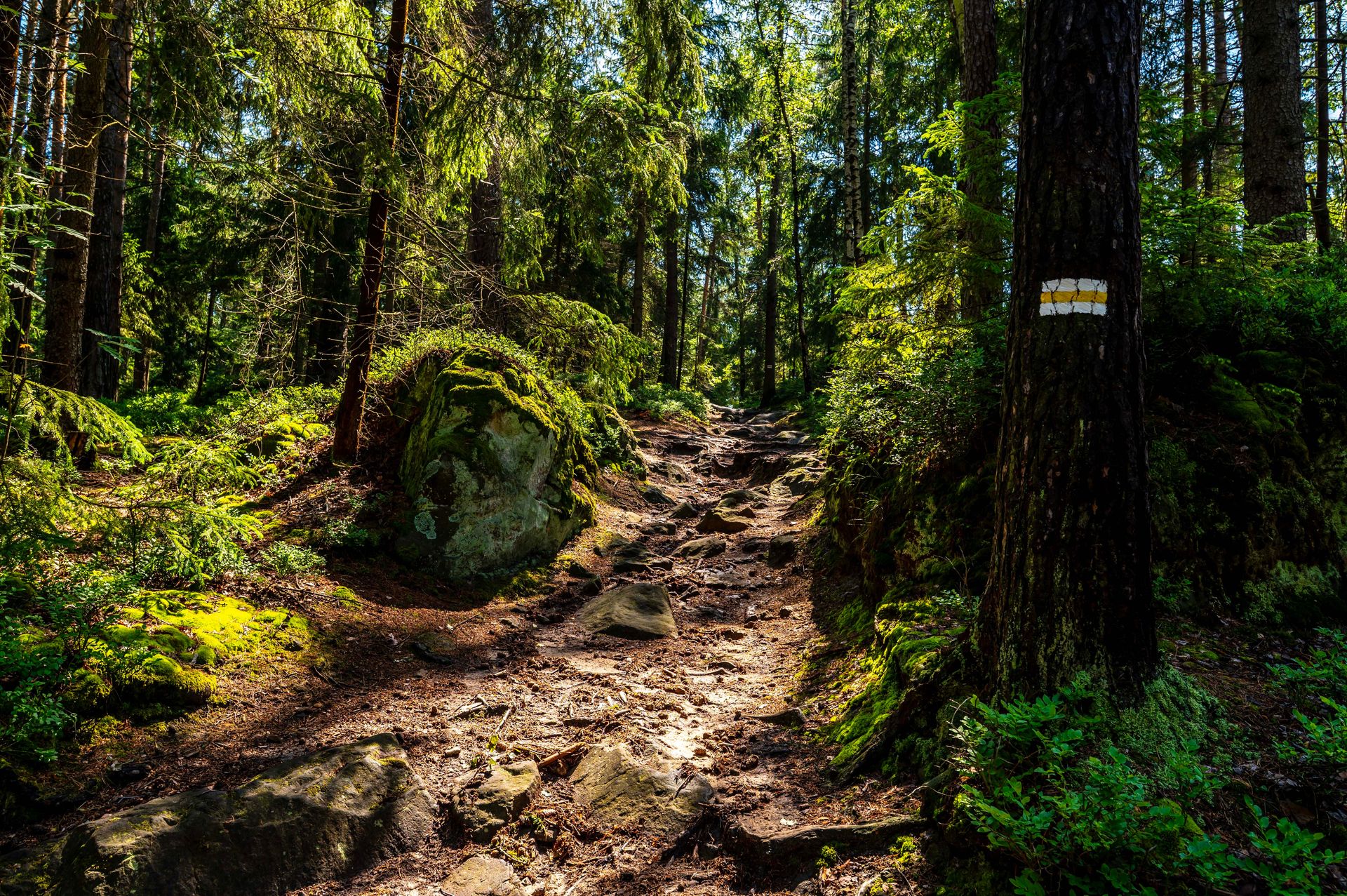 Kamenitá lesní stezka se žlutou turistickou značkou na kmeni u Polanice-Zdrój
