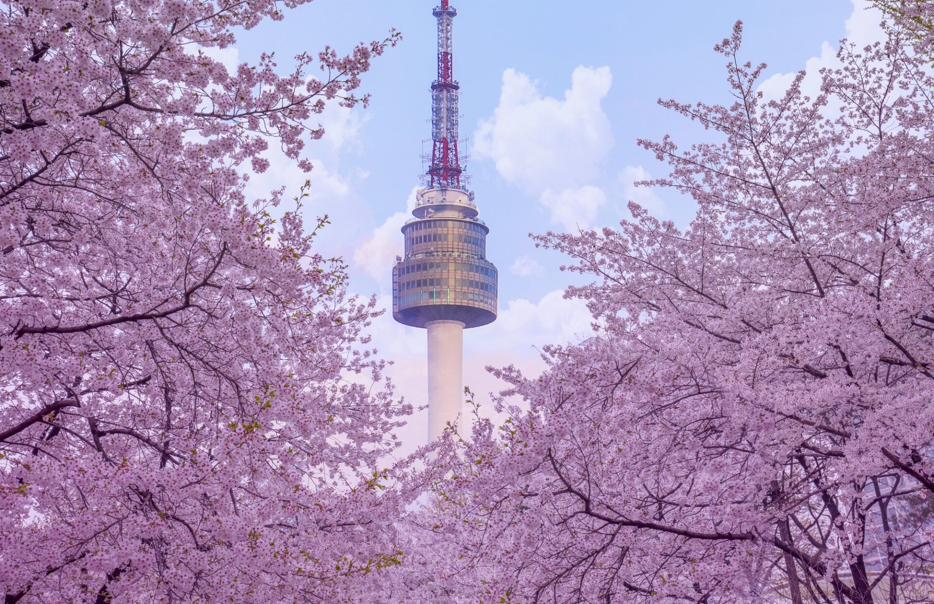 N Seoul Tower mezi rozkvetlými sakurami na jaře