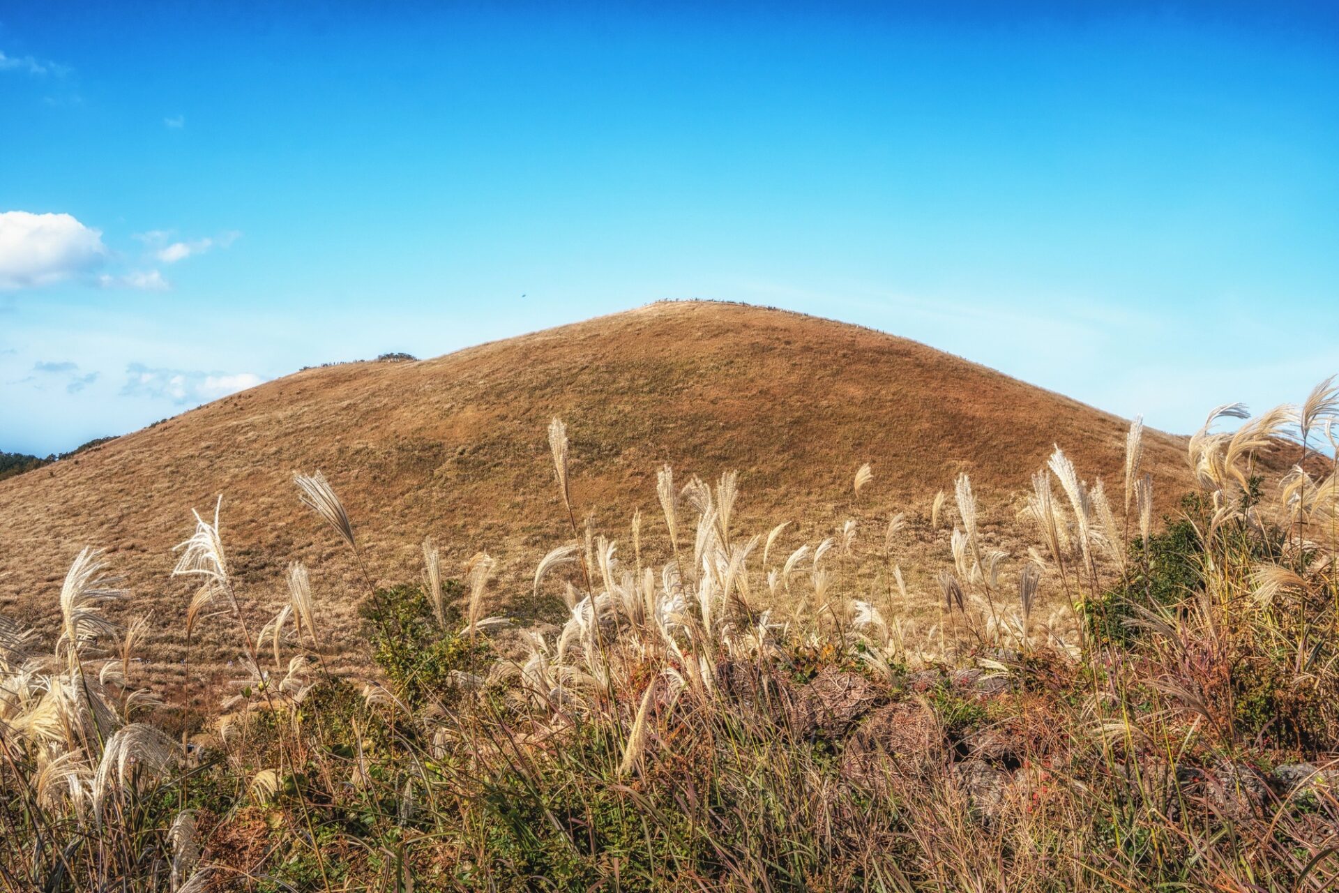 Podzimní silver grass na sopečném kuželu Saebyeol Oreum na Jeju