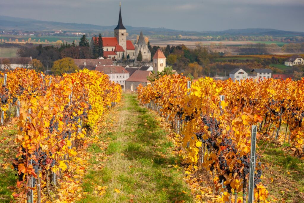 Podzimně zbarvené vinice a kostel v Pulkau nedaleko Retzu