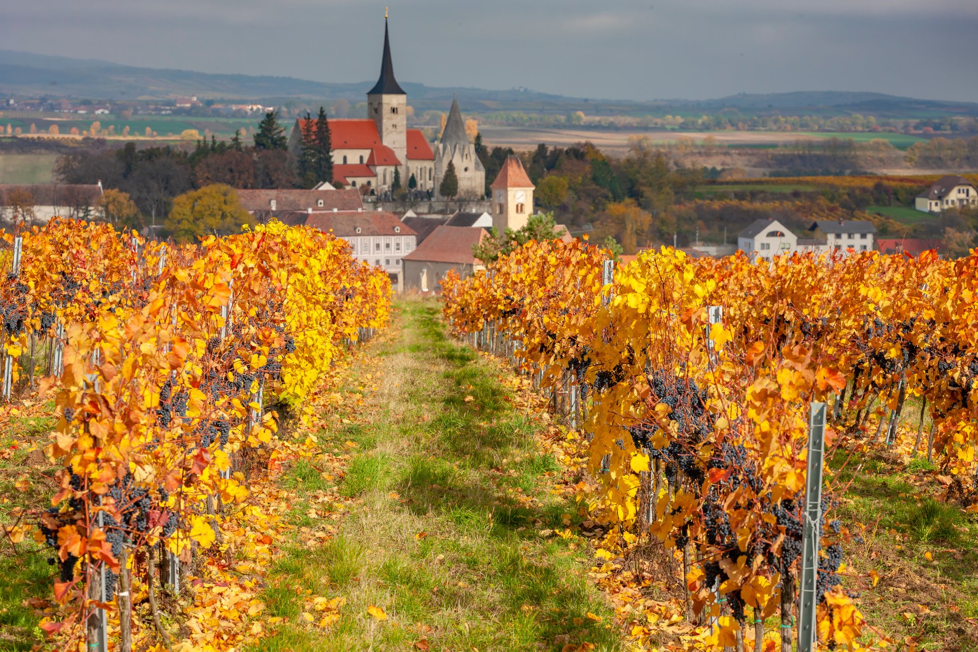 Podzimně zbarvené vinice a kostel v Pulkau nedaleko Retzu